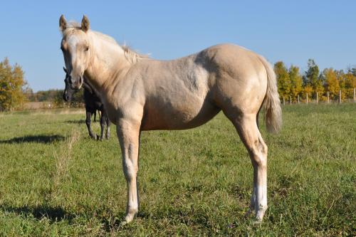 #11 Name Pending - 13 May 16, AQHA, Palomino, Filly (One Misty Doc) X (LW Little Doc Seven)